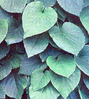 Dutchman's Pipe Leaf