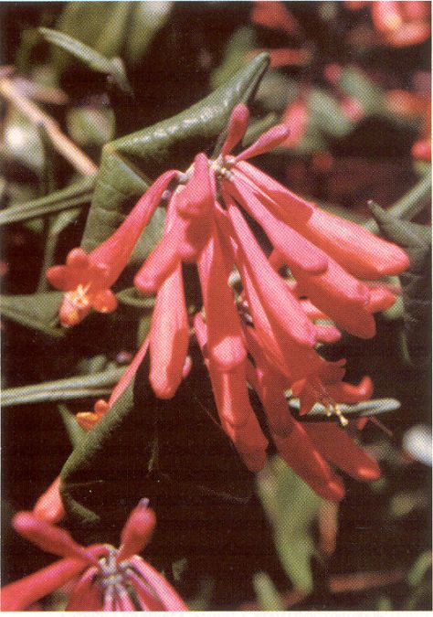 Trumpet Honeysuckle