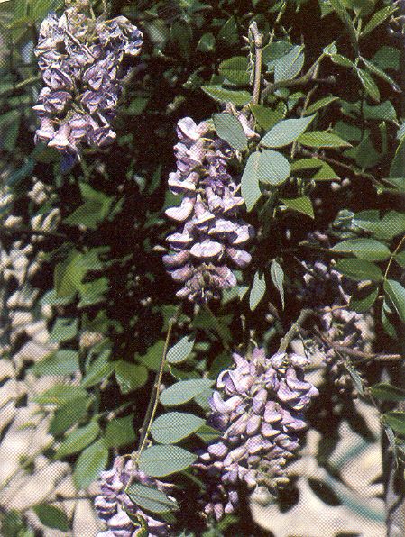 Wisteria frutescens